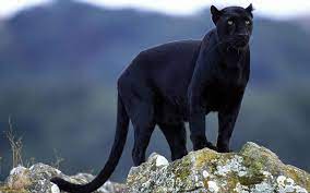 Pinterest Panther Wild Cats Big Cats