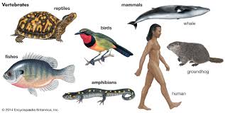 Compare the giant pacific sometimes, the difference is that animals without back bones cannot stand upright, like a human. Vertebrate Definition Characteristics Examples Classification Facts Britannica