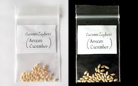 Image result for Cucumis zeyheri