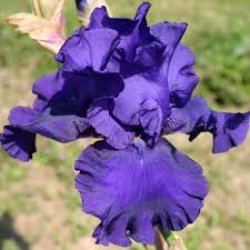 Iris Germanica Blueberry Bliss Iris Des Jardins Avec Images Fleurs Bleues Iris Jardin Bleu