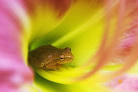 A Gallery Of North American Frogs And Toads Hgtv