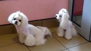 Do you have a good boy or girl, and want to know how to take the best possible care of them? Luigi Meysi After Korean Style Grooming Youtube