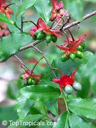Image result for Ochna ovata