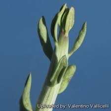 Image result for Kleinia schweinfurthii