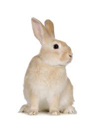 Lapin Rabbit Tubes Png Rabbit Pictures Animals Rabbit Clipart