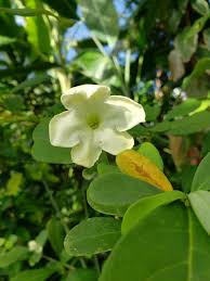 Image result for Brunfelsia