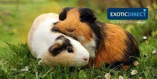 Naming your new guinea pig is a very exciting thing to do, it also can be one of the more challenging things to do when you first get your new pet friend. Guinea Pig Names Exoticdirect
