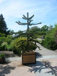 Whether called the chilean pine, monkey puzzle, or pehuen, the araucaria araucana is certainly a peculiar tree. The Monkey Puzzle Tree An Unusual And Endangered Plant Owlcation