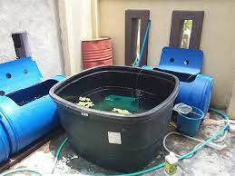 Perbezaan menternak udang galah di dalam kolam tanah kolam tank kanvas dan kolam simen. Projek Ternakan Udang Galah Dalam Udang Galah Muar Facebook