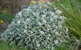 Likes a sunny spot in the garden. Anaphalis Triplinervis Silberregen Perlkorbchen Silberimmortelle