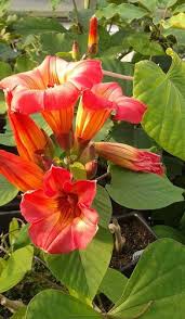 Image result for Stictocardia beraviensis