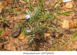 Image result for Centemopsis