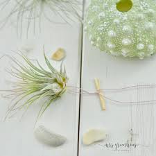 Tillandsien Die Trendigen Luftpflanzen Pflegetipps Und Dekoideen Luftpflanzen Luftpflanzen Pflege Pflanzen