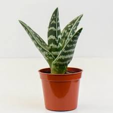 Image result for Aloe lutescens