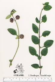 Image result for Hyptis