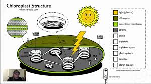 Some of the worksheets for this concept are chloroplasts and mitochondria coloring work answer, chloroplast and mitochondria work answer key, name key period, work chloroplasts and photosynthesis, chloroplast structure, ask a biologist, photosynthesis diagrams work, name date. Gr 12 Chloroplast Structure Science Video Tutorial Youtube