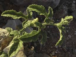 Image result for Cucumis ficifolius