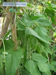 Kacang buncis atau nama saintifiknya adalah 'phaseolus vulgaris' mengandungi. Pokok Kacang Panjang Wikipedia Bahasa Melayu Ensiklopedia Bebas