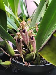 Image result for Bulbophyllum maximum