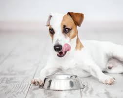 Important considerations when selecting a diabetic dog food. My Favorite Foods For Diabetic Dog Food Homemade Recipes Holistic Pet Wellness
