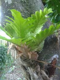 Image result for Drynaria