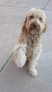 Just An Fyi As I Ve Had Several Messages Asking If This Doodle Is Still Available For Adoption Goldendoodle Adoption Goldendoodle Golden Retriever Photography
