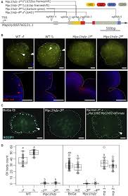 We did not find results for: Oil Body Formation In Marchantia Polymorpha Is Controlled By Mpc1hdz And Serves As A Defense Against Arthropod Herbivores Sciencedirect