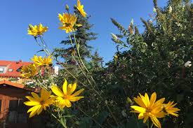 Sie ist mit der yacon (smallanthus sanchifolius) verwandt. Topinambur Kleine Sonnenblumen Pflanzen Und Die Knollen Ernten