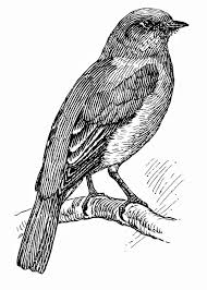 We have 17 images about free printable blue bird coloring pages including images, pictures, photos, wallpapers, and more. Coloring Page Bird Bluebird Free Printable Coloring Pages Img 15721