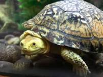 WonderKids: Turtles!