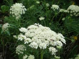 Image result for Daucus carota