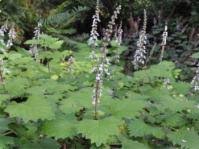 Image result for Coleotrype natalensis