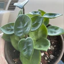 Chelsea hoya needs 0.5 cups of water every 12 when it doesn't get direct sunlight and is potted in a 5 pot. Rhonfuyqt89dmm
