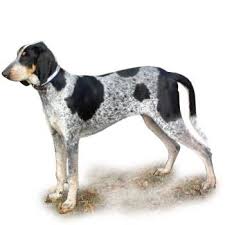 Image result for malý modrý gaskoňský honič