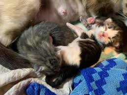 Adopt a siamese in connecticut. The Bidens Plan To Get A Cat Dc S Biggest Animal Shelter Hopes They Choose One Of These Kittens