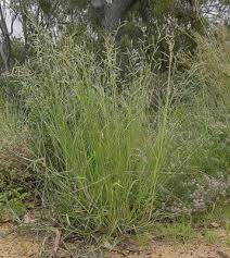 Image result for Eriochloa