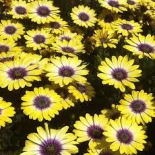 Osteospermum Yellow Blue Eyed Beauty Daisy Flower Garden Seeds New Release Plants Garden Seeds Flower Garden