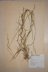 Image result for Acroceras