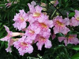 Image result for Podranea brycei