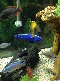 The blue peacock cichlid, aulonocara nyassae, comes from the rocky, sandy shores of the blue peacock cichlid does well in an aquarium that is at least 55 gallons with plenty of rocks for territories. Electric Blue Peacock Cichlid Cichlids African Cichlids Planted Aquarium