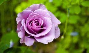 Over 47,978 purple rose pictures to choose from, with no signup needed. Purple Roses The 5 Most Beautiful Varieties From Lilac To Purple