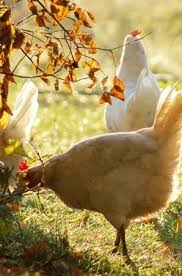 Pin Von Tatiana Klimoff Auf Huhner Hinterhofhuhner Huhner Und Hahne Und Huhnerrassen