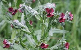 Image result for Astropanax goetzenii