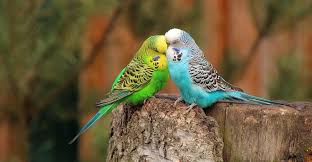 Kelincahan burung ini dapat kita jaga dengan cara memperhatikan kesehatan dan makanya setiap hari. Makanan Untuk Burung Kakak Tua Bergelombang 15 Gambar Penarafan Suapan Terbaik Dan Komposisi Mereka Pilihan Makanan Untuk Burung Kakak Tua Di Bawah Umur 1 Tahun Dan Untuk Burung Kakak Dewasa Berapa Banyak