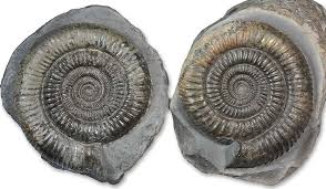 .heteromorph ammonites | jurassic | kachpurites | kachpurites fulgens | kimmeridgian | kosmoceras | kosmoceratidae | lamniformes | lepidodendron | lower callovian | lower cretaceous. The Whitby Ammonite Or A Whole Lot Of Variation Yorkshire Ammonites And Other Fossils Revisited