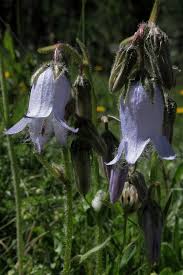 Image result for Campanulaceae
