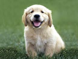 Golden Retriever Puppy Wallpapers Wallpaper Cave