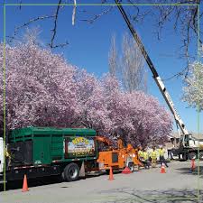 Tree services, arborists, tree pruning, tree services, tree removal, tree nurseries and more in paterson, nj. Ogden Layton Tree Cutting Stump Removal Nye S Tree Service