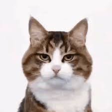 Gambar kucing lucu, imut, paling comel, persia, anggora, comel dan manja, bergerak dan bersuara, kartun, asli, galau, sedih, gembira, himalaya. Kucing Lucu Gif Kucing Lucu Imut Discover Share Gifs