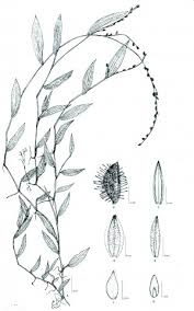 Image result for Pseudechinolaena polystachya